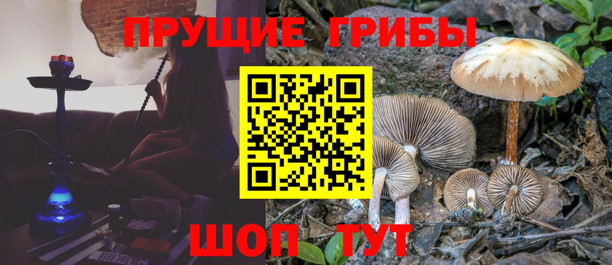 как найти закладки  Вход с VPN  Рубцовск  Псилоцибиновые грибы GOLDEN TEACHER 